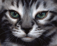 Silver Bengal Cat Poster Print by Sarah Stribbling showcasing intricate details.