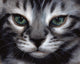 Silver Bengal Cat Poster Print by Sarah Stribbling showcasing intricate details.