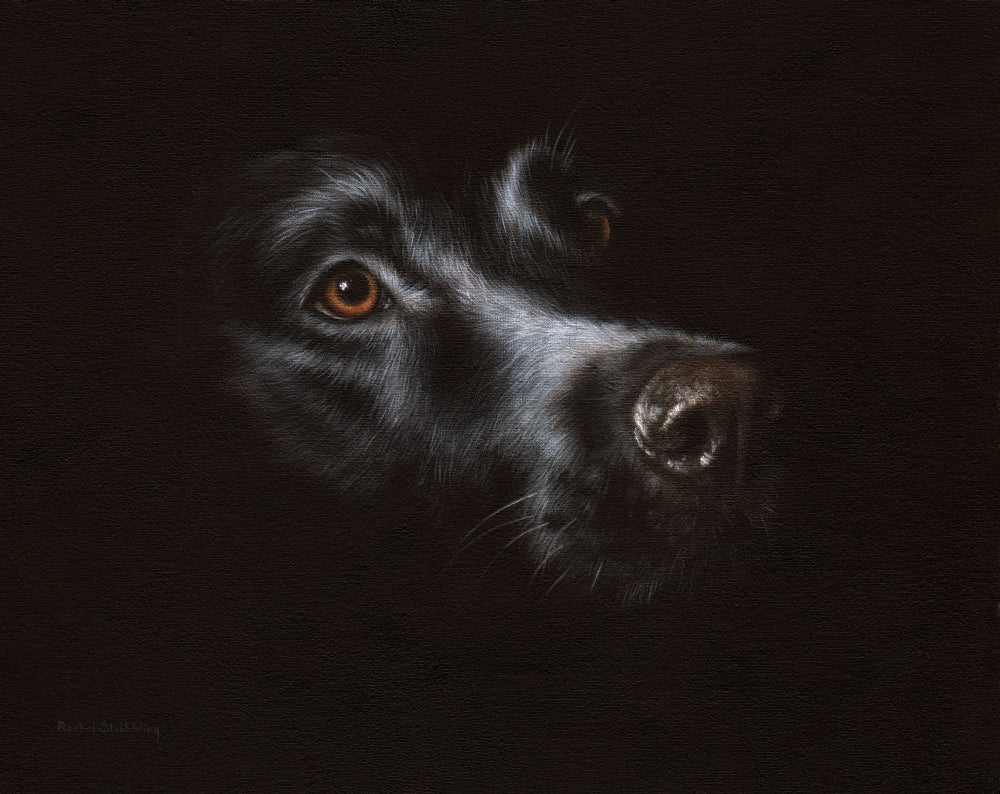 Black Labrador Poster Print by Rachel Stribbling