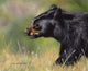Black Bear Walking Poster Print by Sarah Stribbling, wildlife art