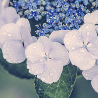 Hydrangea Droplets Poster Print by Aimee Stewart, featuring beautiful flowers and droplets.