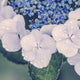 Hydrangea Droplets Poster Print by Aimee Stewart, featuring beautiful flowers and droplets.