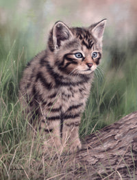 Scottish Wildcat Kitten Poster Print by Rachel Stribbling showcasing a charming wildcat kitten.