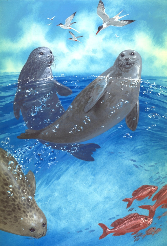 Seals at Play Poster Print by John Francis on premium paper.