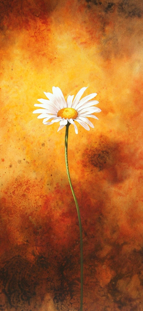 Oxeye Poster Print by John Francis showcasing vibrant flower details.