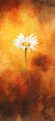 Oxeye Poster Print by John Francis showcasing vibrant flower details.