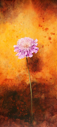 Scabious Floral Poster Print by John Francis showcasing delicate flowers.