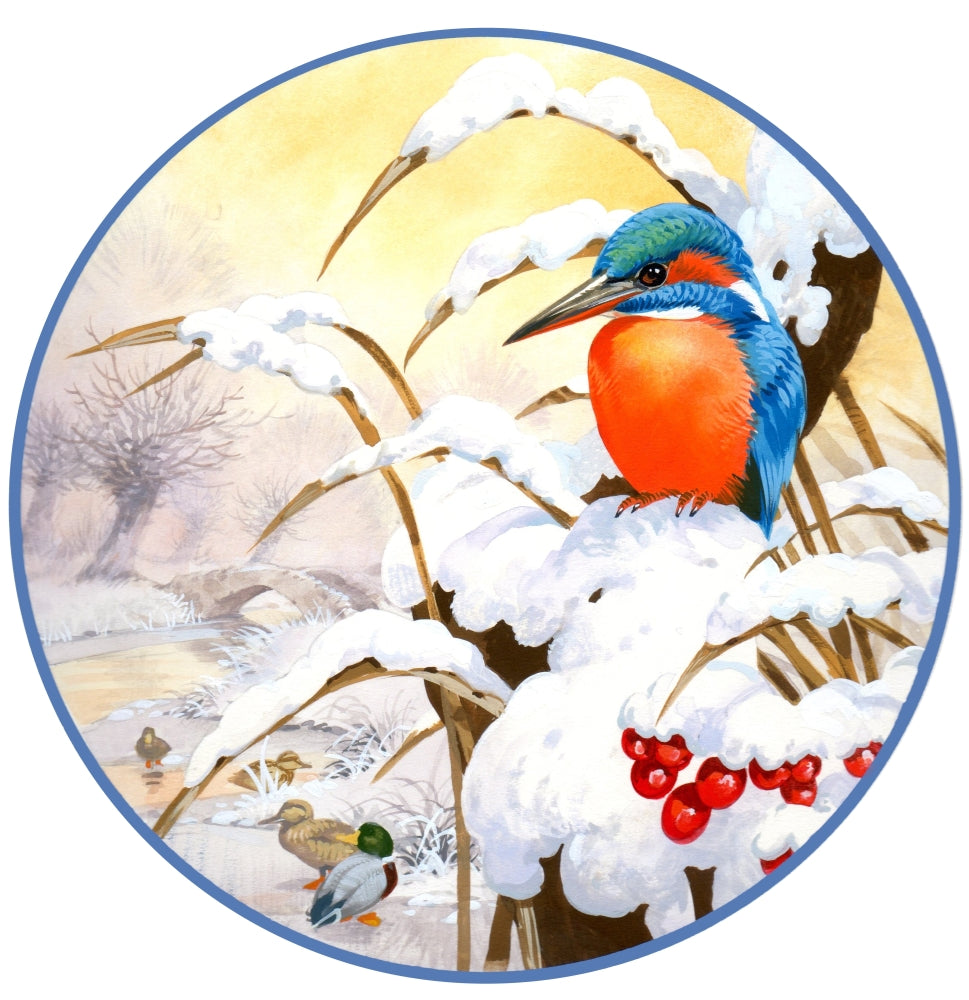 Kingfisher Plate Poster Print by John Francis - vibrant nature artwork