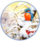 Kingfisher Plate Poster Print by John Francis - vibrant nature artwork