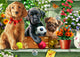 Shelf Puppies Variant 2 Poster Print by Adrian Chesterman featuring playful puppies