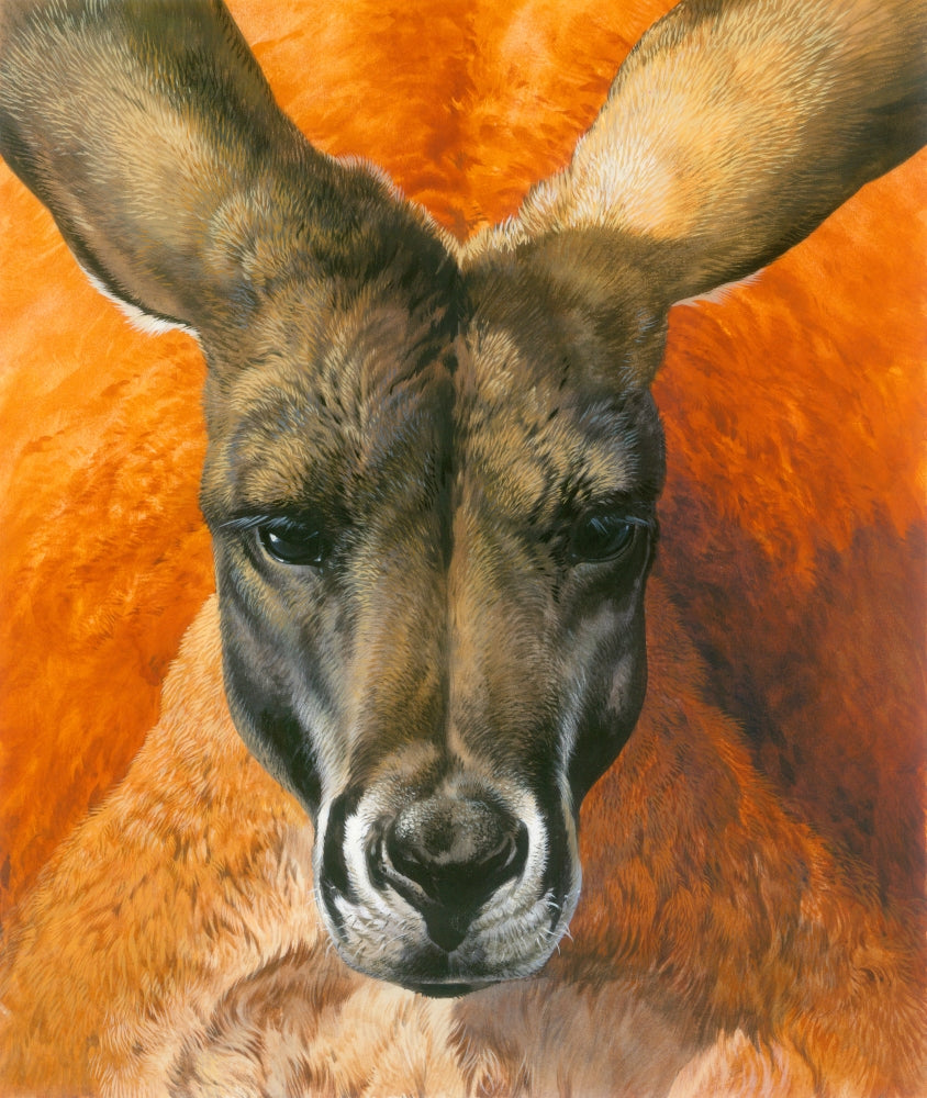 Kangaroo Portrait Poster Print by John Francis