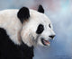 Giant Panda Poster Print by Sarah Stribbling, showcasing a playful panda in its natural habitat.