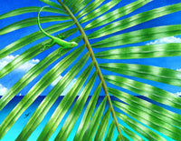 Paradise Frond Poster Print by Carolyn Steele showcasing tropical foliage.