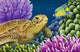 Reef Buddies Poster Print featuring colorful fish and coral by Carolyn Steele.