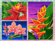 Frog Multipic Poster Print by Carolyn Steele showcasing vibrant colors and details.