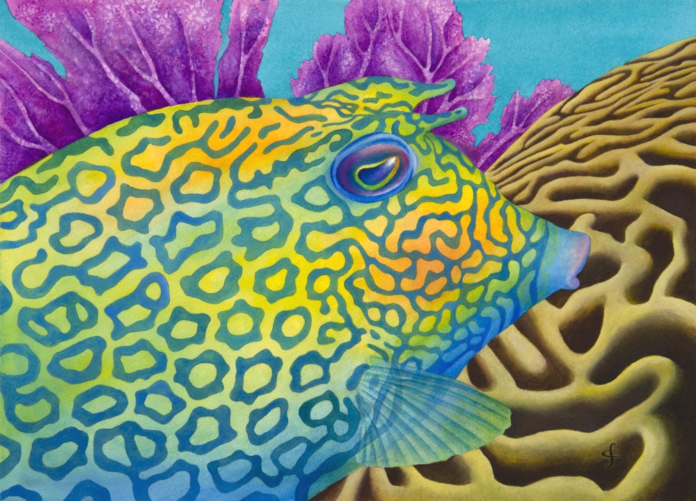 Cowfish Poster Print by Carolyn Steele showcasing vibrant ocean life.