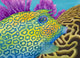 Cowfish Poster Print by Carolyn Steele showcasing vibrant ocean life.