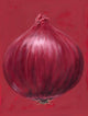 Red Onion Poster Print by Brian James showcasing vibrant colors