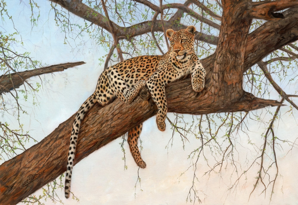 Leopard in tree poster print by David Stribbling, showcasing a leopard's beauty in nature.
