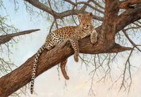 Leopard in tree poster print by David Stribbling, showcasing a leopard's beauty in nature.