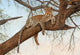 Leopard in tree poster print by David Stribbling, showcasing a leopard's beauty in nature.