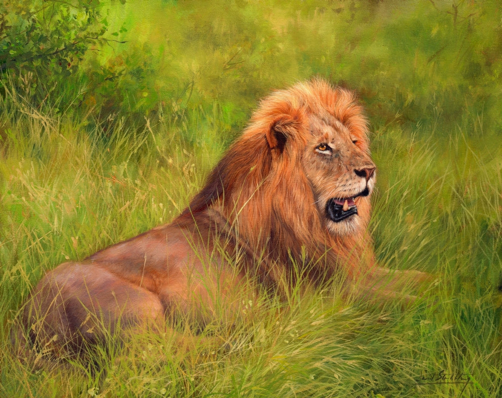 Lion on Grass Poster Print by David Stribbling