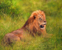Lion on Grass Poster Print by David Stribbling