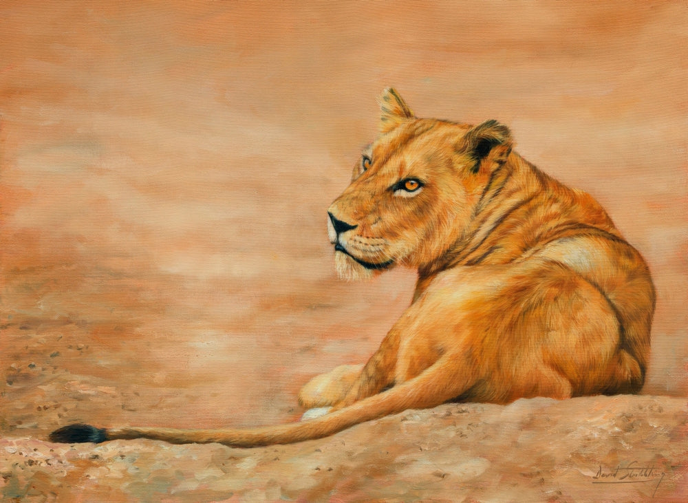 Lioness Chad Poster Print by David Stribbling showcasing a powerful lioness in nature.