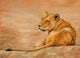 Lioness Chad Poster Print by David Stribbling showcasing a powerful lioness in nature.