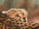 Cheetah Cub 2 Poster Print by David Stribbling featuring a playful cheetah cub.