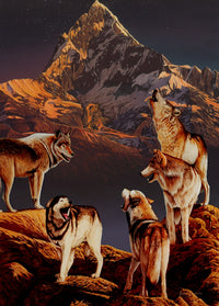 Wolf Poster Print by Graeme Stevenson featuring a majestic wolf in its natural habitat.