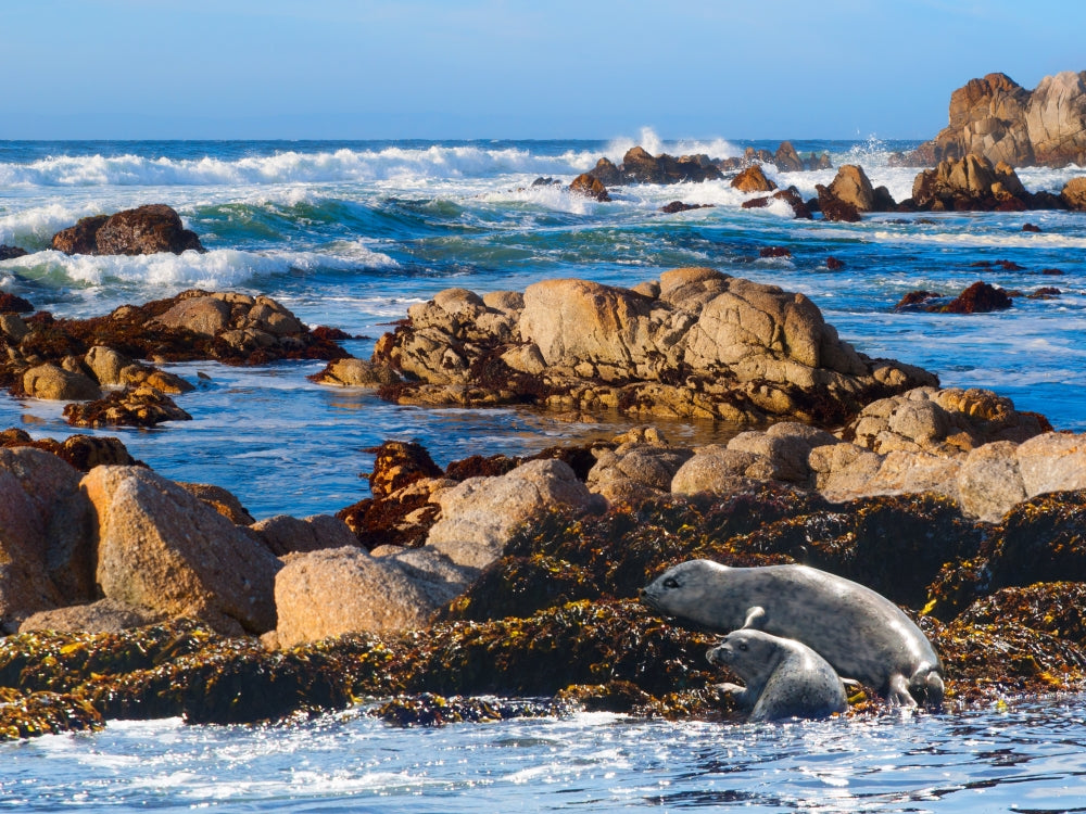 Carmel Sea Lions Poster Print by Alixandra Mullins showcasing playful sea lions by the ocean.
