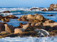 Carmel Sea Lions Poster Print by Alixandra Mullins showcasing playful sea lions by the ocean.