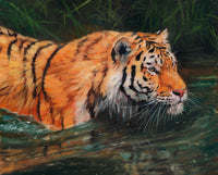 Mangrove Tiger Poster Print by David Stribbling showcasing a tiger in a lush mangrove habitat.