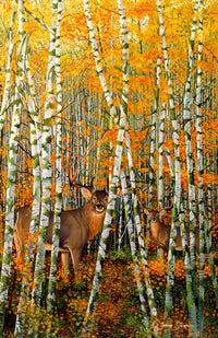 Autumn Stags Poster Print by Graeme Stevenson featuring majestic stags in autumn scenery.