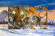 Siberian Sunset Poster Print by Graeme Stevenson, vibrant sunset over Siberian landscape