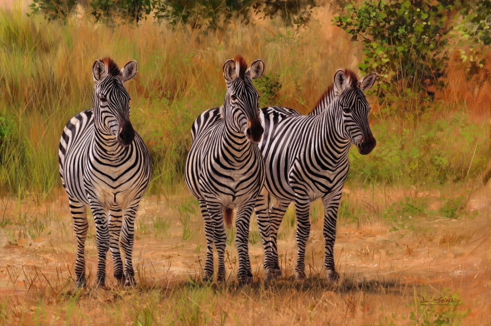 Three Zebras Namibia Poster Print featuring majestic zebras in their natural habitat.