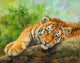 Tiger Cub on Rocks poster print by David Stribbling showcasing a fluffy tiger cub on a rocky outcrop.