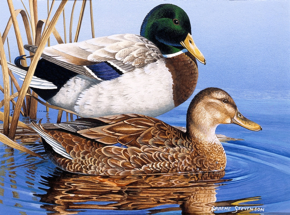 Mallards Poster Print by Graeme Stevenson featuring mallard ducks in nature.