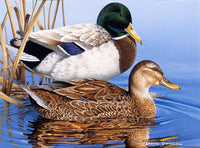 Mallards Poster Print by Graeme Stevenson featuring mallard ducks in nature.