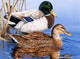 Mallards Poster Print by Graeme Stevenson featuring mallard ducks in nature.