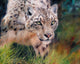 Snow Leopard Staring Poster Print by David Stribbling
