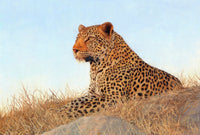 Leopard Rock Poster Print by David Stribbling showcasing a leopard on a rock.