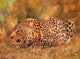 Leopard Crouching Art Print by David Stribbling, showcasing a majestic leopard in a natural pose.