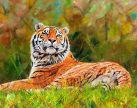 Amur Siberian Tiger Poster Print by David Stribbling.