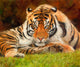 Tiger Resting on the Grass Poster Print by David Stribbling