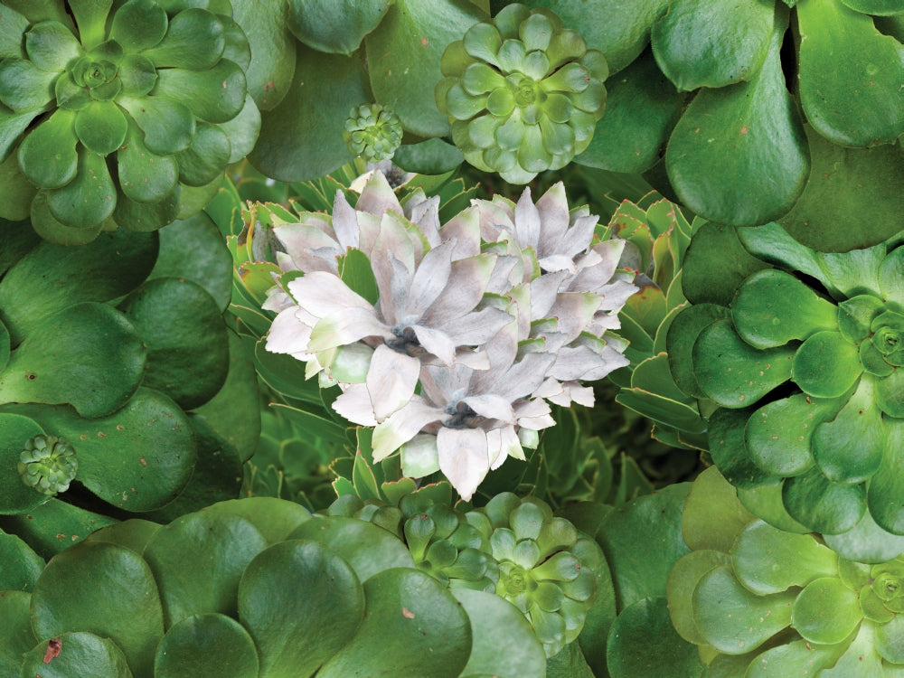 White Green Flower Art Print by Alixandra Mullins