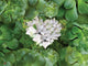 White Green Flower Art Print by Alixandra Mullins