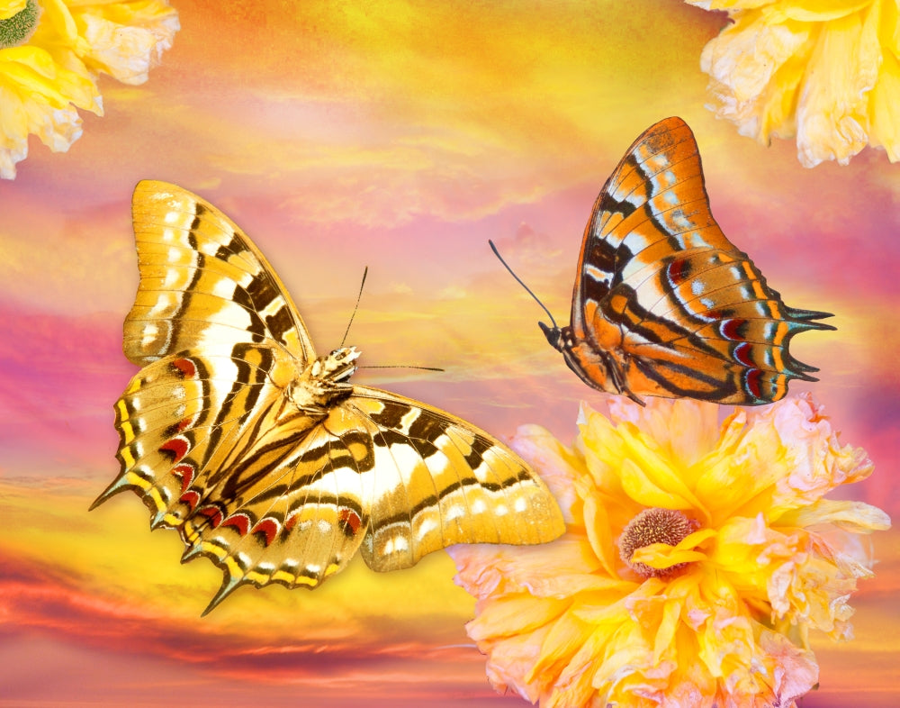 Golden Butterfly Sunset Poster Print by Alixandra Mullins