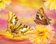 Golden Butterfly Sunset Poster Print by Alixandra Mullins
